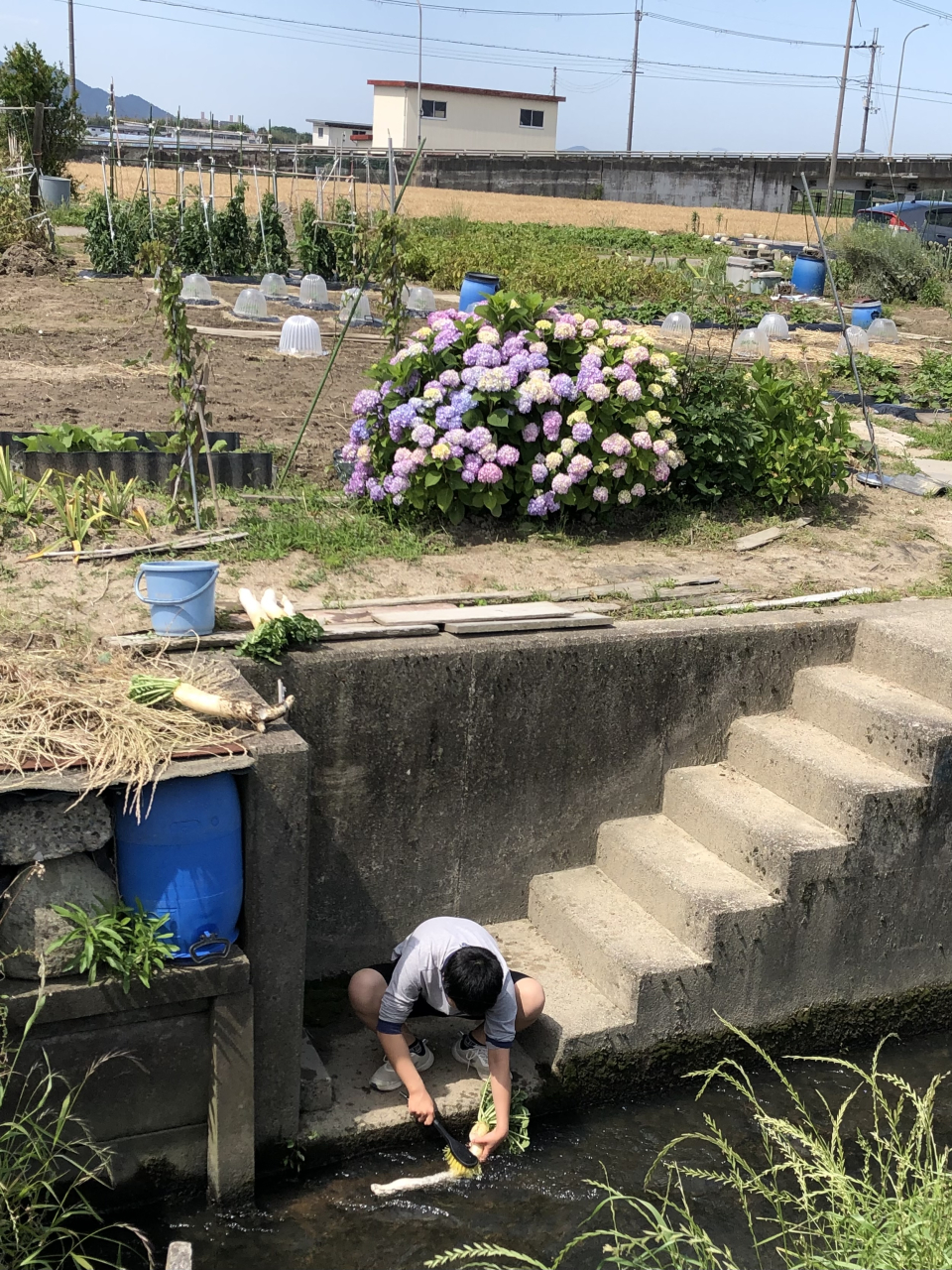 くらし優秀 夏大根とあじさいと麦畑（上河智香子）